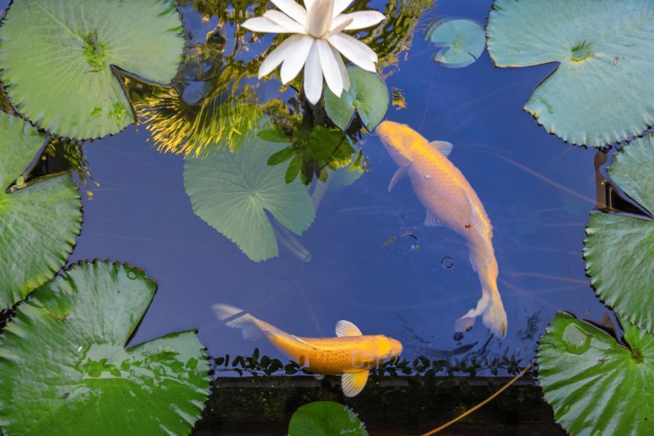 Villa Manuiti, Balinese Luxury Home - Private Swim Spa, Ocean View - Ofyr Bbq - Koi Pond Punaauia  Exterior foto